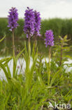 Rietorchis (Dactylorhiza praetermissa)