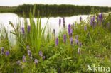 Rietorchis (Dactylorhiza praetermissa)