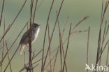 Sedge Warbler (Acrocephalus schoenobaenus)