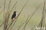 Sedge Warbler (Acrocephalus schoenobaenus)