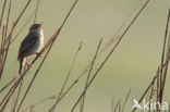 Sedge Warbler (Acrocephalus schoenobaenus)