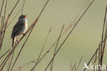 Rietzanger (Acrocephalus schoenobaenus)