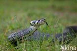 Grass Snake (Natrix natrix)