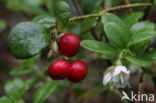 Bog Cranberry