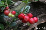 Bog Cranberry