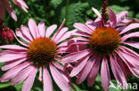 eastern purple coneflower (Echinacea purpurea)