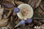 Amethyst Deceiver (Laccaria amethystina)