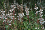 Round-leaved Wintergreen (Pyrola rotundifolia)