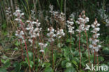 Round-leaved Wintergreen (Pyrola rotundifolia)