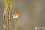 European Robin (Erithacus rubecula)