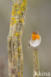 European Robin (Erithacus rubecula)