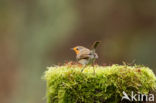 European Robin (Erithacus rubecula)