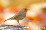 European Robin (Erithacus rubecula)