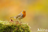 European Robin (Erithacus rubecula)