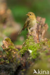 European Robin (Erithacus rubecula)