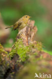 European Robin (Erithacus rubecula)