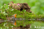 European Robin (Erithacus rubecula)