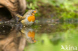 European Robin (Erithacus rubecula)