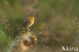 European Robin (Erithacus rubecula)