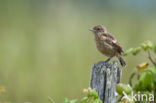 European Stonechat (Saxicola rubicola)