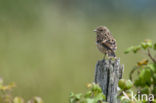 European Stonechat (Saxicola rubicola)