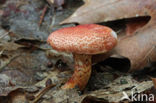 Roodschubbige gordijnzwam (Cortinarius bolaris) 