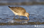 Bar-tailed Godwit (Limosa lapponica)