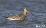 Bar-tailed Godwit (Limosa lapponica)
