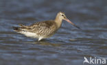 Bar-tailed Godwit (Limosa lapponica)