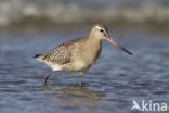 Bar-tailed Godwit (Limosa lapponica)