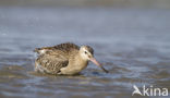 Bar-tailed Godwit (Limosa lapponica)