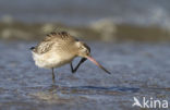 Bar-tailed Godwit (Limosa lapponica)