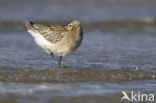 Bar-tailed Godwit (Limosa lapponica)