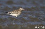 Rosse Grutto (Limosa lapponica)