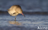 Bar-tailed Godwit (Limosa lapponica)