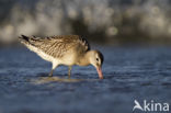 Bar-tailed Godwit (Limosa lapponica)