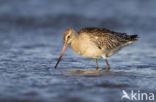 Bar-tailed Godwit (Limosa lapponica)