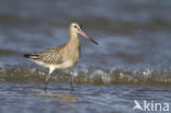 Bar-tailed Godwit (Limosa lapponica)