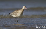 Bar-tailed Godwit (Limosa lapponica)