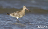 Bar-tailed Godwit (Limosa lapponica)