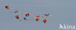 Roze flamingo (Phoenicopterus ruber)