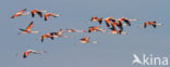 Greater Flamingo (Phoenicopterus ruber)