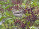 Rosy Starling (Sturnus roseus)