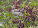 Rosy Starling (Sturnus roseus)