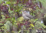 Roze Spreeuw (Sturnus roseus)