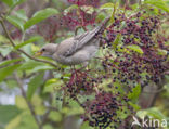 Rosy Starling (Sturnus roseus)