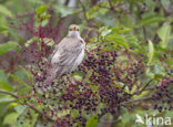 Roze Spreeuw (Sturnus roseus)