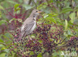 Rosy Starling (Sturnus roseus)