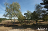 Silver Birch (Betula pendula)