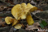 Fleecy Milk-cap (Lactarius vellereus)